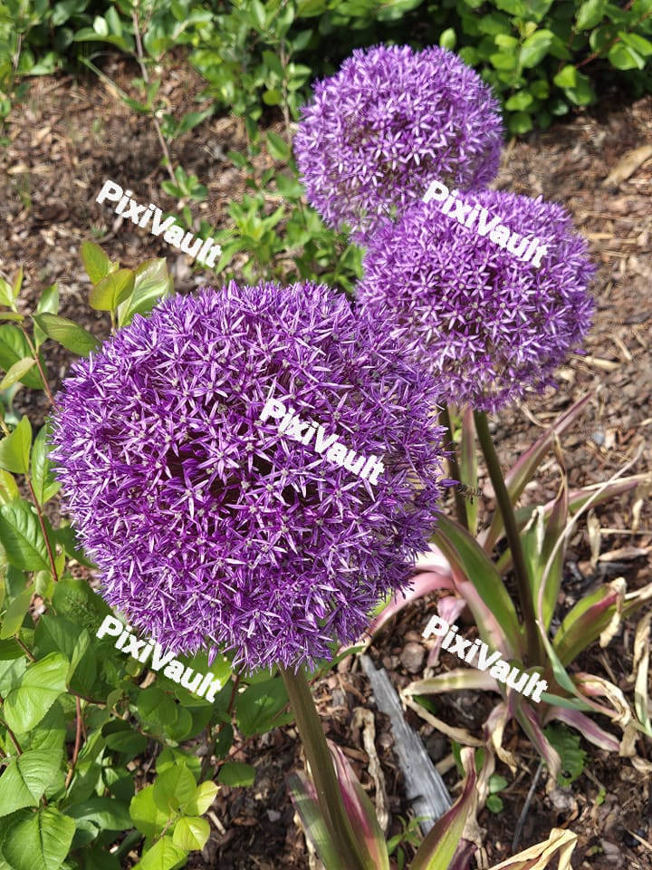 Three purple allium flowers